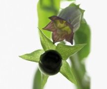 Atropa belladonna